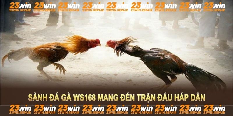 Sảnh đá gà WS168